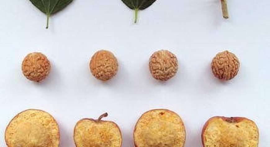 The Ancient Islamic Remedy of Sidr Leaves for Protection Against Black ...